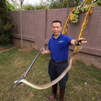 深圳抓蛇公司深圳防蛇深圳捕蛇公司就选春华公司