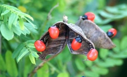 鸡母珠的叶子有毒吗 鸡母珠叶泡水的功效