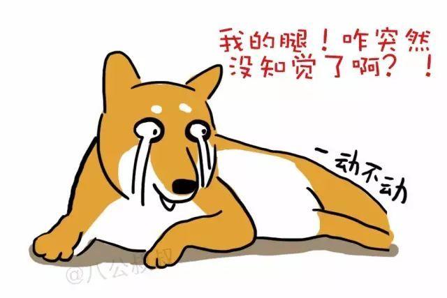 狗狗一觉醒来腿就瘸了?