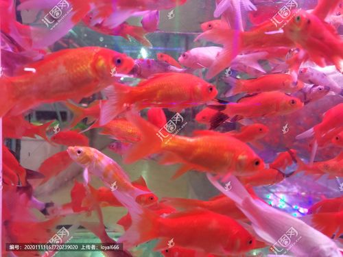 红色金鱼锦鲤鱼群