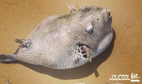 stellate puffer(arothron stellatus)1 星斑叉鼻鲀