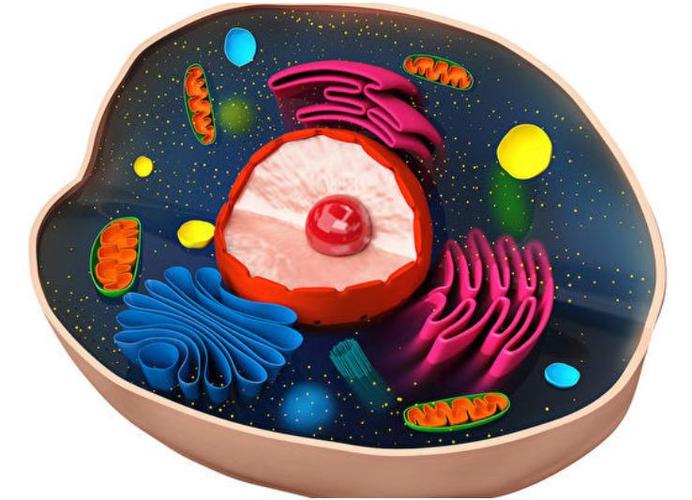 微观电压计可测量细胞内部电压