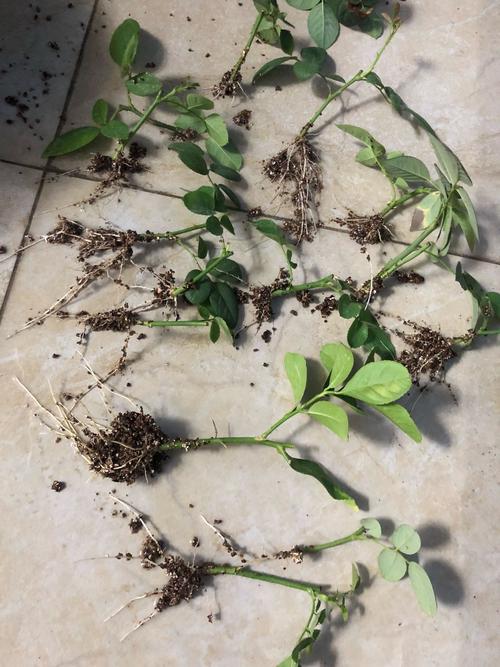 月季扦插生根慢,成活率低,教你这样扦插,快速生根,成活率高!