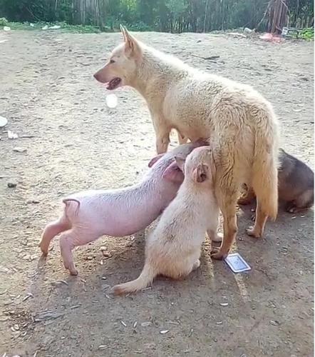 属相狗和猪婚配注意事项,属相狗和猪相配吗?