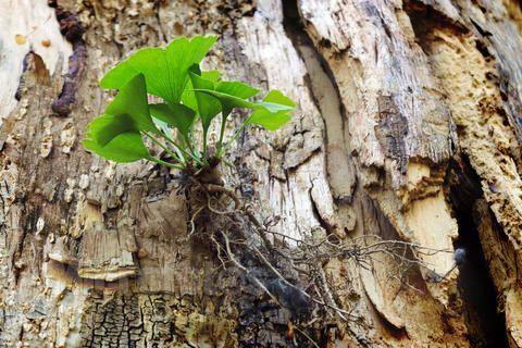 标品春季如何枯木逢春——[直钻结合]