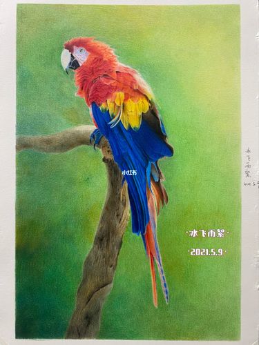 彩铅 金刚鹦鹉_绘画_鹦鹉_彩铅_文化_绘画