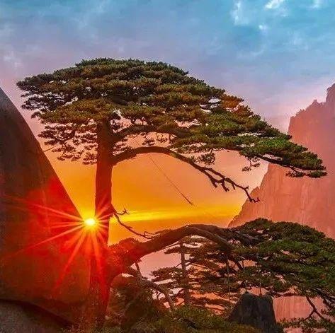 黄山迎客松是塑料的官方回应了