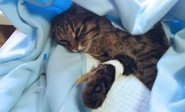 疾病专题幼猫死亡率高达90全面了解猫瘟