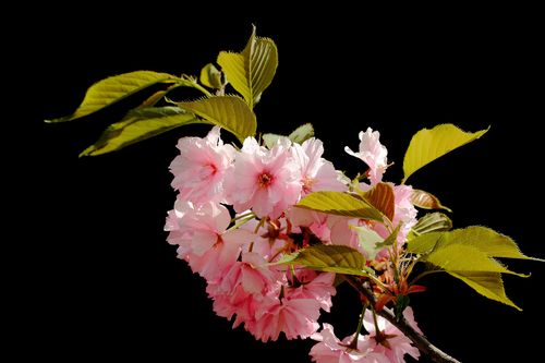 樱花图片花朵樱花日本樱花东京樱花