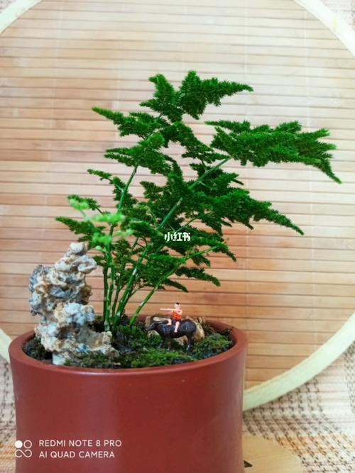 云竹盆景_盆景_家居家装_家居装饰_花艺