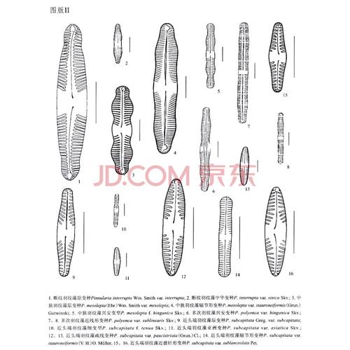 中国淡水藻志(第十九卷)·硅藻门:舟形藻科(2)