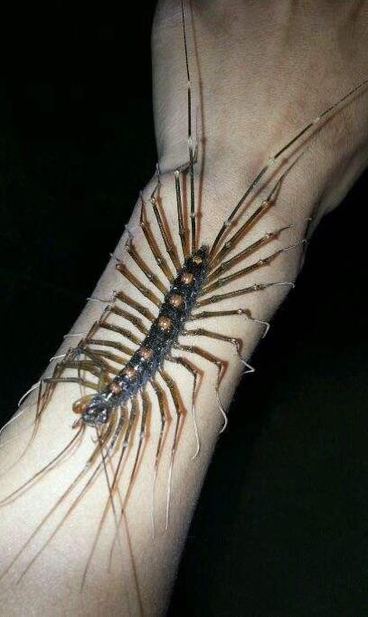 不到的是,它虽长得恐怖,但却是益虫呢 据说,有人觉得这种虫子特别可爱