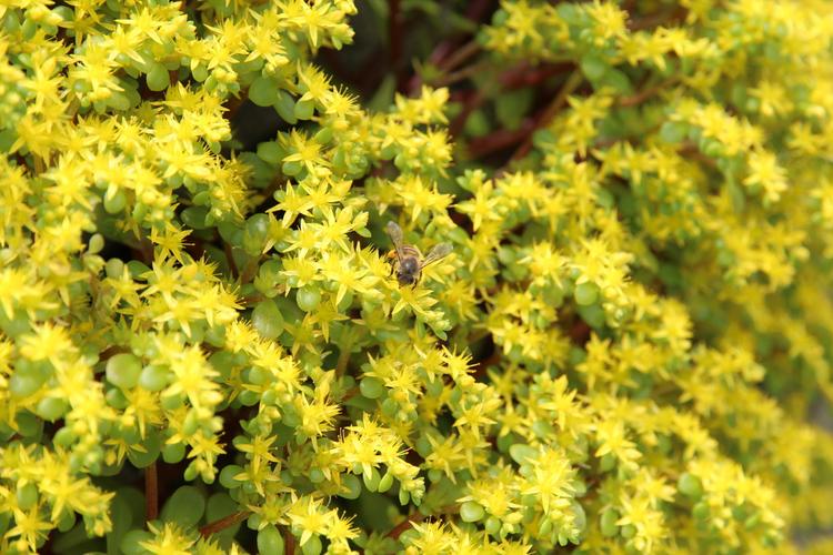 与星星花的一见钟情