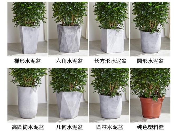 上地花卉租摆公司绿植租摆