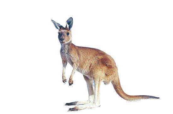 求人ps图片,在风景图中把袋鼠和考拉(各一只)p上去,考拉在树上,在线等