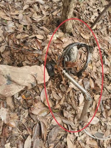 网购4个"二级套"(野猪夹),东阳六旬老汉嘴瘾没过先被起诉