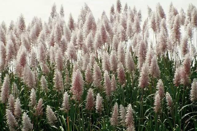 甘蔗也能开花!但是农民都会在开花前把它砍了