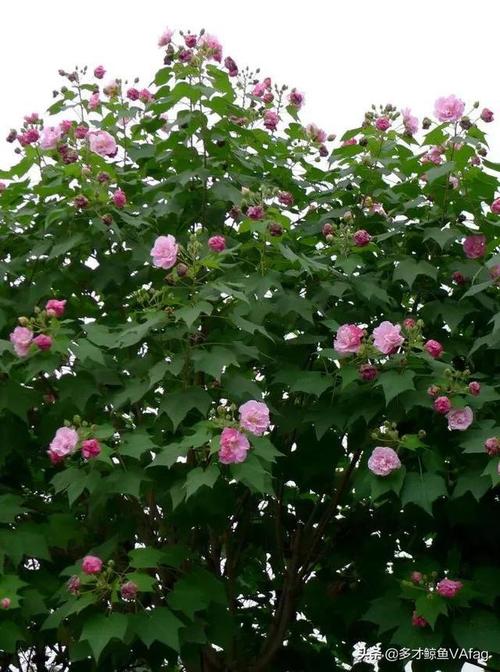 芙蓉花成都最美的市花