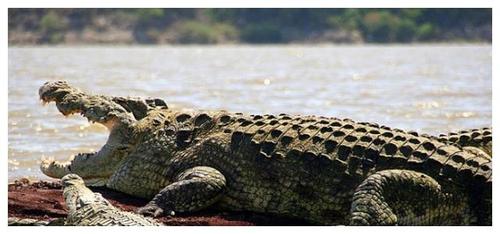 传奇巨鳄古斯塔夫连机枪也杀不了它传闻杀害300多人