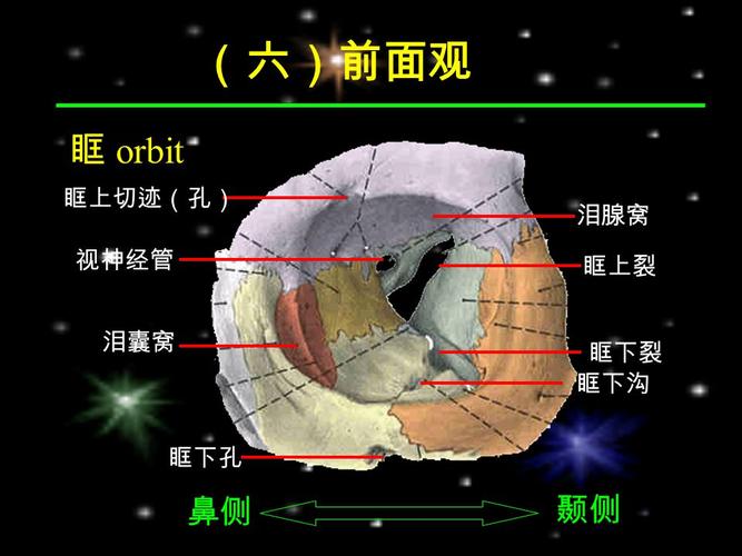 向前 眶下裂 眶腔 向后 圆 孔 颅中窝 翼 管 颅底外面 向外 翼上颌裂