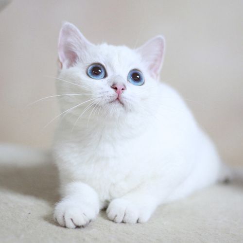 纯种英国短毛猫 家养英短银点纯白可爱蓝眼晴 萌宠物猫咪活体