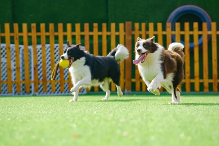 所以目前宠物训练 这个行业依旧处于一种单打独斗的模式,例如德国