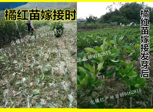 正宗正毛化州橘红苗一年以上超大果树苗结果母树提取枝条嫁接正品