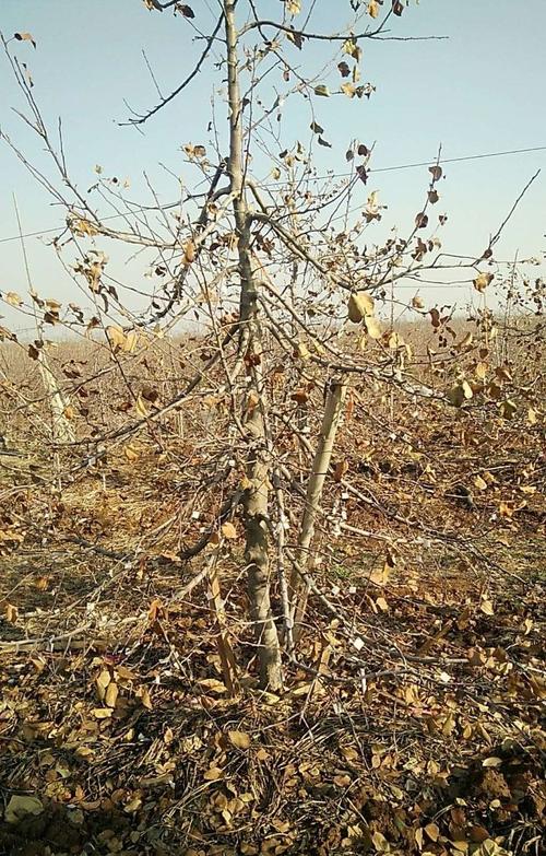 密植果园高纺锤形栽培管理技术