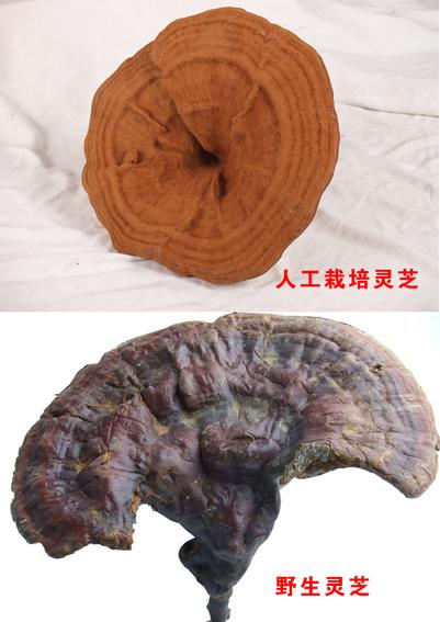 鉴定野生灵芝主要标准