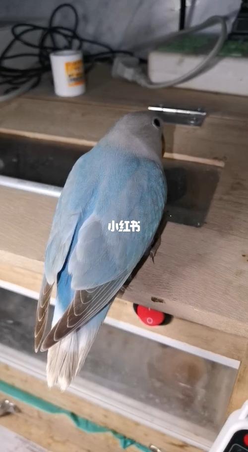 牡丹鹦鹉—蓝薰衣草_牡丹_萌宠_我的萌宠_宠物_宠物