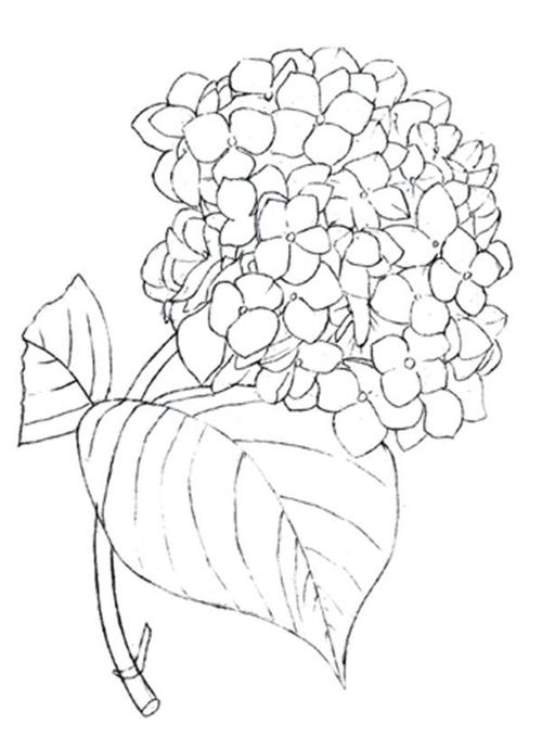 水粉绣球花线条