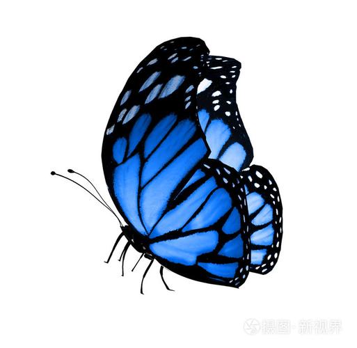 孤立在白色的蓝蝴蝶