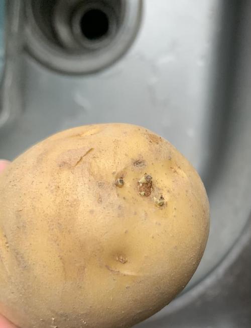 uu们进来帮忙看看 土豆这样算发芽了吗?还能吃吗?