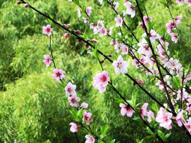 桃花美景图片
