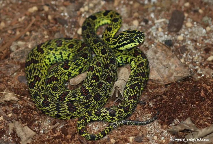 花多眼乱——菜花原矛头蝮