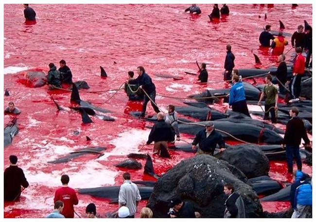 日本人无视警告每年都会猎杀大量鲸鱼背后隐藏的目的令人警惕