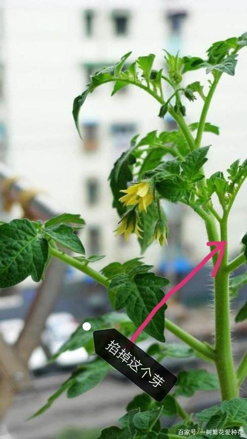 西红柿,圣女果种植过程中,如何剪枝?如何种长得更好