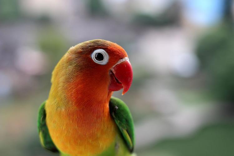 鹦鹉喜欢主人的表现