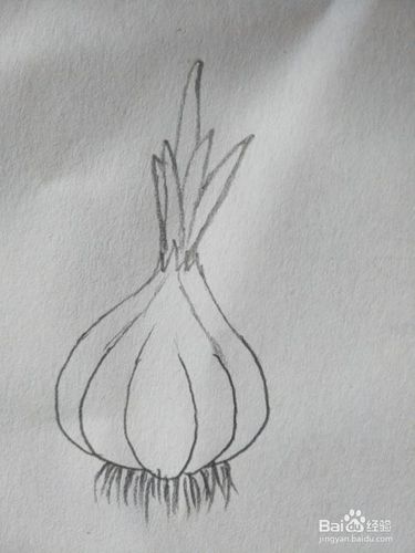 大蒜简笔画怎么画?