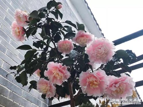 赛牡丹,茶花精品,巨型花