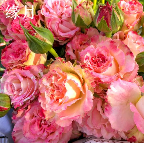 【缘月】莲花 灌木浓香直立切花月季花卉苗阳台盆栽庭院玫瑰花苗