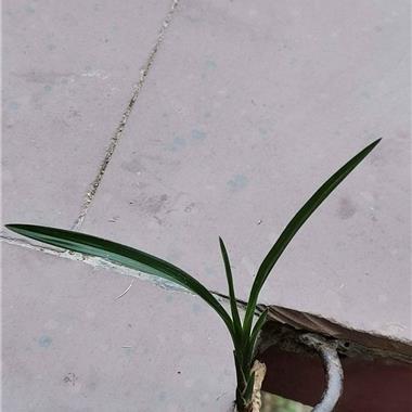 刚下山龙根春剑高级"圆头细皮鱼肚叶赌荷草" - 中国