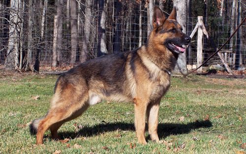 精选德国黑背警犬高清桌面壁纸分享