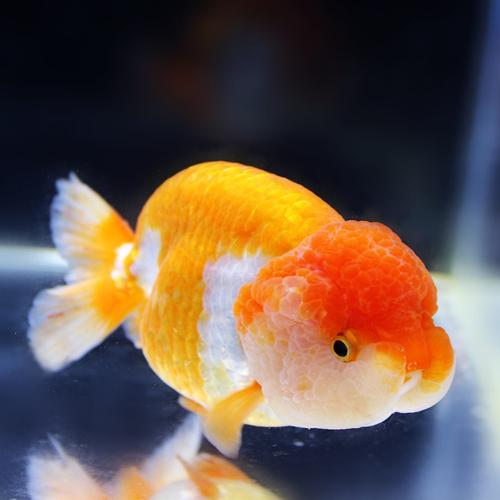 观赏鱼兰寿鱼小金鱼红国狮红鎏金兰寿泰狮蝶尾活体宠物墨龙睛一点红