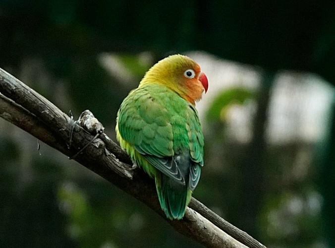 标题:可爱的小鹦鹉