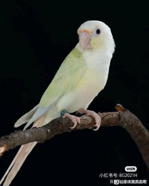 你想要只小太阳鹦鹉吗?