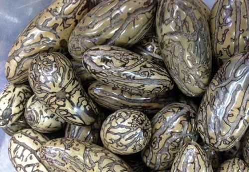 千眼菩提真伪鉴别方法 千眼菩提图片及介绍