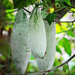 laoshugua 别名:苦瓜,野西瓜,抗旱草,槌果藤,菠里克果 性味:味苦,辛