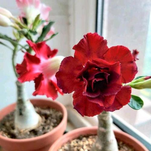 盆栽的沙漠玫瑰多注意这几个门道不怕没花赏