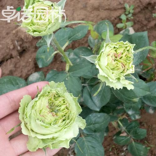 卓诺园林 正品月季花苗绿星灌木绿色月季玫瑰绿云月季花苗盆栽